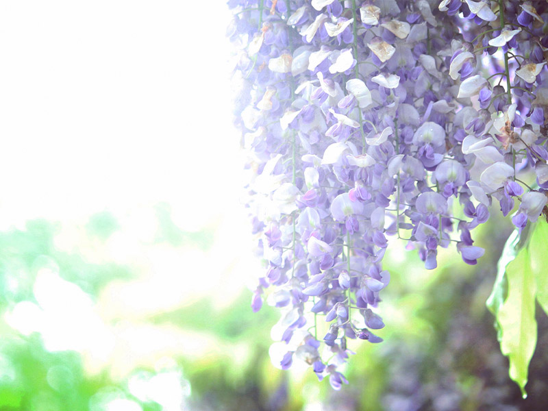 ふちがみ整骨院